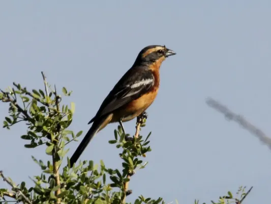 File:Cinnamon Warbling-finch (Poospiza ornata) (15774105148).jpg