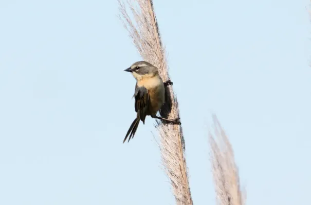 File:Long-tailed Reed-finch (Donacospiza albifrons) (15339192684).jpg