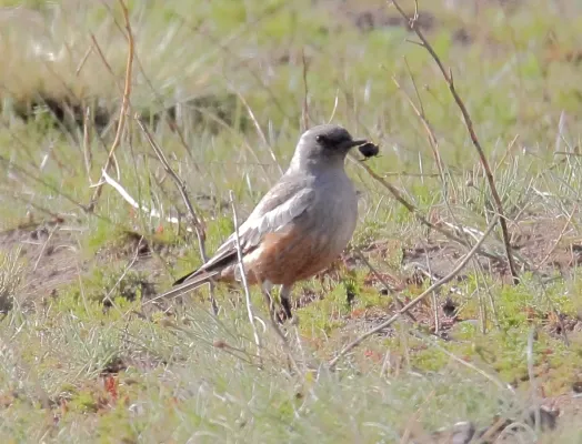 File:Chocolate-vented Tyrant (Neoxolmis rufiventris) (15774908377).jpg