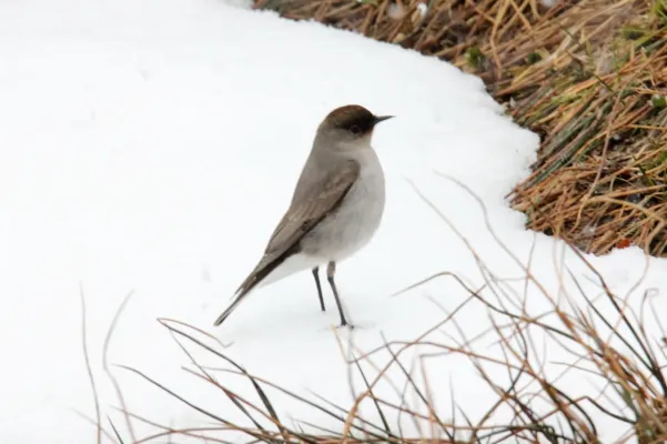 File:Dark-faced Ground Tyrant (Muscisaxicola maclovianus), southern Argentina (15338375834).jpg