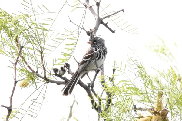 File:Yellow-billed Tit-Tyrant (Anairetes flavirostris) (15774898707).jpg