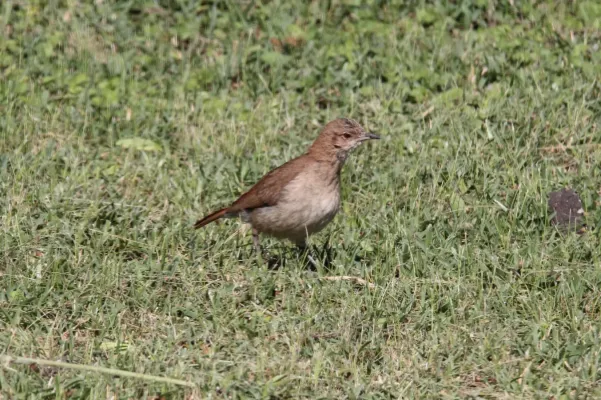 File:Creamy-bellied Thrush (Turdus amaurochalinus) (15341207923).jpg