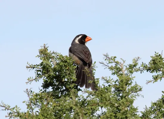 File:Golden-billed Saltator (Saltator aurantiirostris) (15935732886).jpg