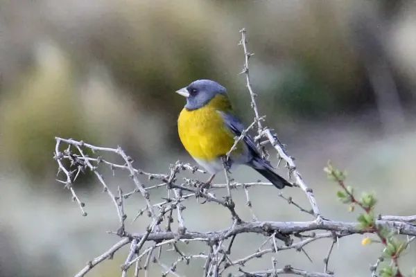 File:Gray-hooded Sierra-Finch (Phrygilus gayi) (15961513085).jpg