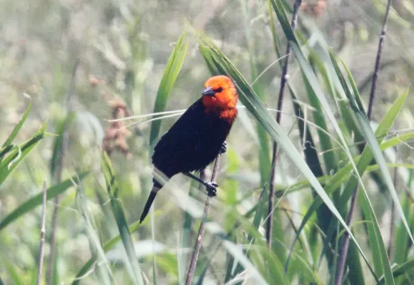 File:Scarlet-headed Blackbird (Amblyramphus holosericeus) (15959610471).jpg
