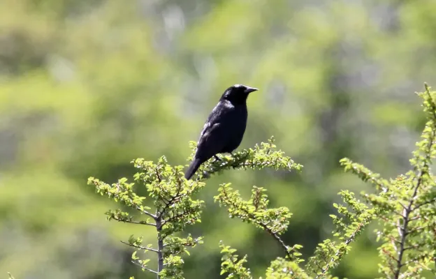 File:Austral Blackbird (Curaeus curaeus) (15935819986).jpg