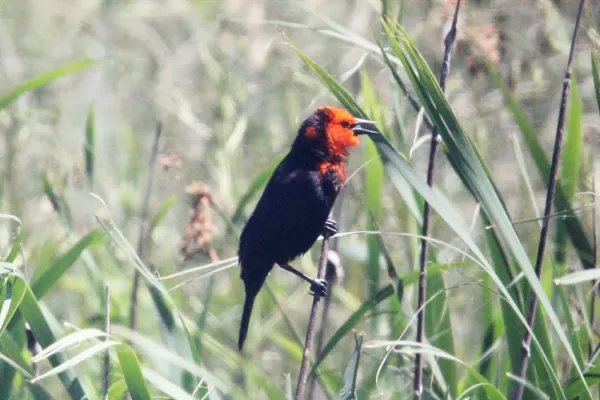 File:Scarlet-headed Blackbird (Amblyramphus holosericeus) (15775864227).jpg