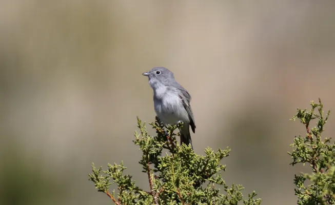 File:Gray Vireo (Vireo vicinior) (16590071734).jpg