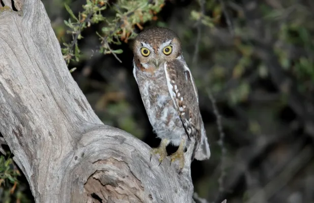 File:Elf Owl (Micrathene whitneyi) (17210856942).jpg