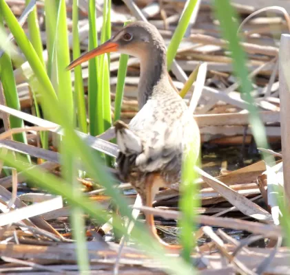 File:Ridgway's rail (Rallus obsoletus) (16592324133).jpg