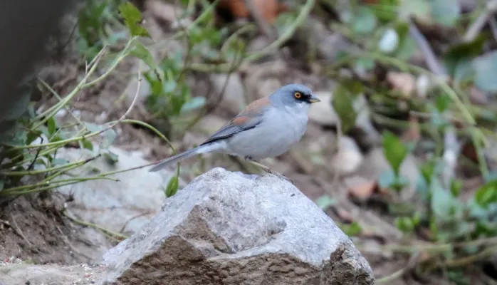 File:Yellow-eyed Junco (Junco phaeonotus) (16876153435).jpg