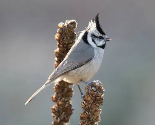 File:Bridled Titmouse (Baeolophus wollweberi) (16875140301).jpg