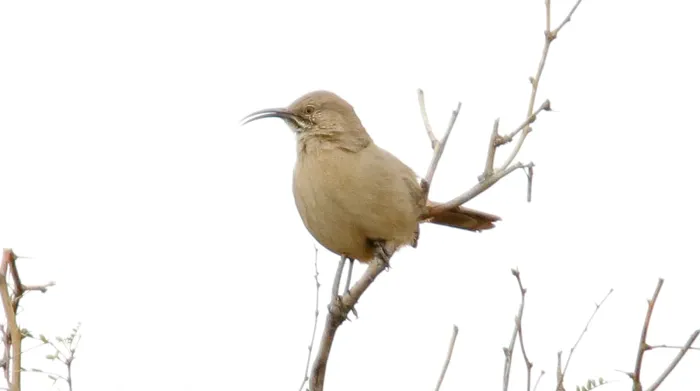 File:Crissal Thrasher (Toxostoma crissale) (16876144275).jpg