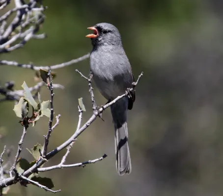 File:Black-chinned Sparrow (Spizella atrogularis) (16690054929).jpg
