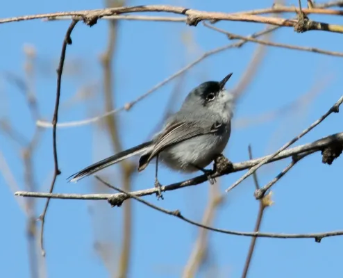 File:Black-capped Gnatcatcher (Polioptila nigriceps) (16688757420).jpg
