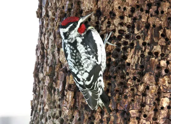 File:Red-naped Sapsucker (Sphyrapicus nuchalis) (16253752524).jpg