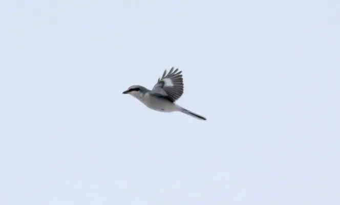 File:Northern Shrike Lanius borealis (15623059484).jpg