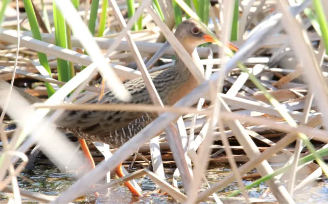 File:Ridgway's rail (Rallus obsoletus) (17024768718).jpg