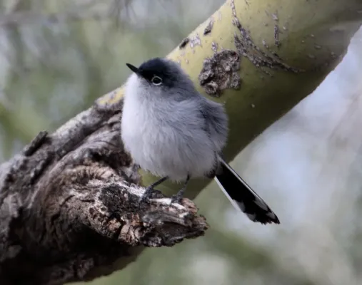File:Black-tailed Gnatcatcher (Polioptila melanura) (16875128691).jpg