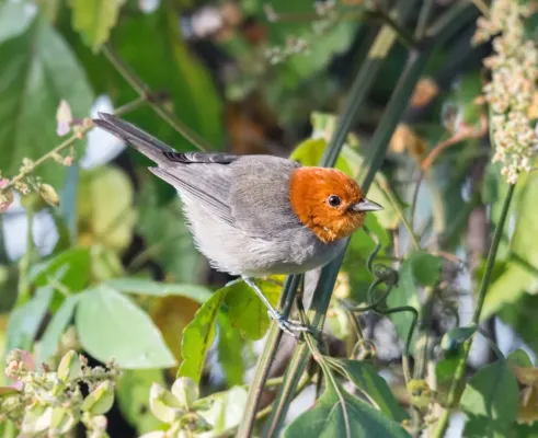 File:Fulvous-headed Tanager - frutero cabecileonado (Thlypopsis fulviceps fulviceps).jpg