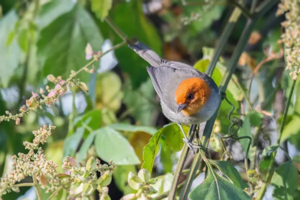 File:Fulvous-headed Tanager - frutero cabecileonado (Thlypopsis fulviceps).jpg