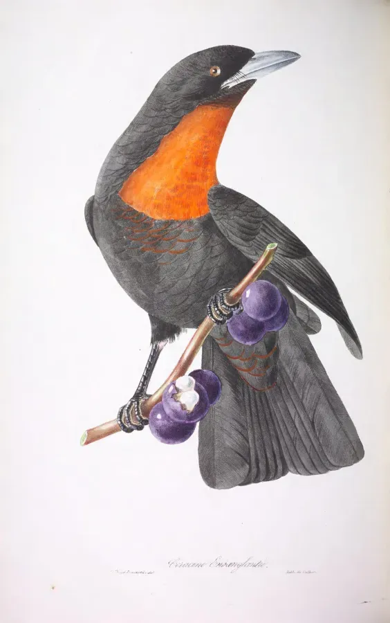 File:Oiseaux brillans du Brésil Planche 41 (Pyroderus scutatus).jpg