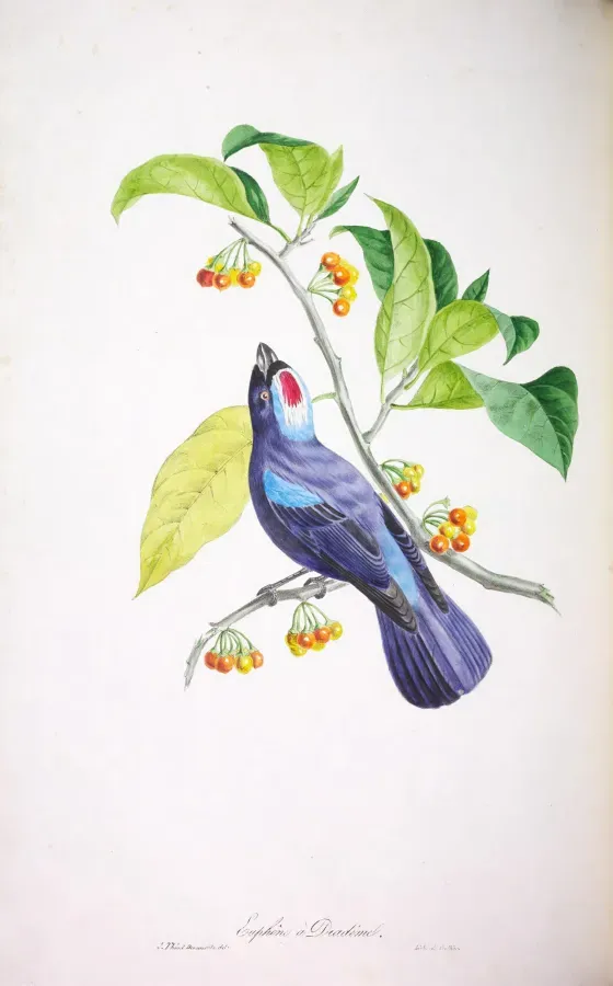 File:Oiseaux brillans du Brésil Planche 31 (Stephanophorus diadematus).jpg
