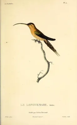 File:Little hermit (Phaethornis longuemareus) - BioDivLibrary.jpg