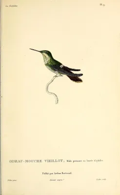 File:Festive coquette (Lophornis chalybeus) - BioDivLibrary.jpg