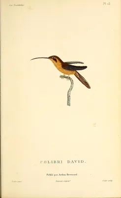 File:Reddish hermit (Phaethornis ruber) - BioDivLibrary.jpg