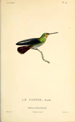 File:Rufous-throated sapphire (Hylocharis sapphirina) - BioDivLibrary.jpg