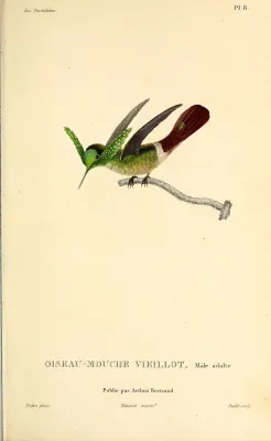 File:Festive coquette, adult male (Lophornis chalybeus) - BioDivLibrary.jpg