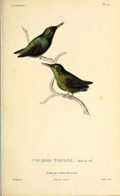 File:Crimson topaz (Topaza pella) - BioDivLibrary.jpg