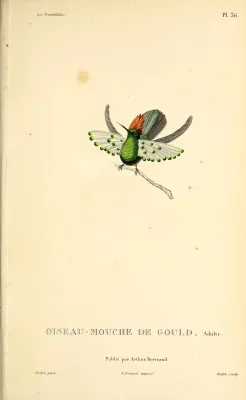 File:Dot-eared coquette (Lophornis gouldii) - BioDivLibrary.jpg