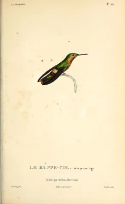 File:Tufted coquette (Lophornis ornatus) - BioDivLibrary.jpg