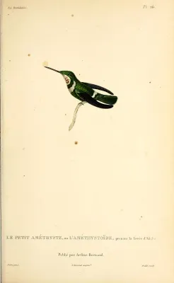 File:Amethyst Woodstar (Calliphlox amethystina) - BioDivLibrary.jpg