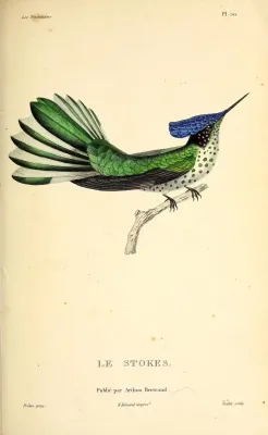 File:Juan Fernandez firecrown (Sephanoides fernandensis) - BioDivLibrary.jpg