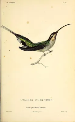 File:Scale-throated hermit (Phaethornis eurynome) - BioDivLibrary.jpg