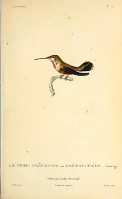 File:Amethyst woodstar (Calliphlox amethystina) - BioDivLibrary (2).jpg
