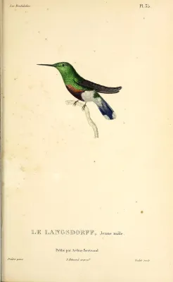 File:Black-bellied thorntail (Discosura langsdorffi) - BioDivLibrary.jpg
