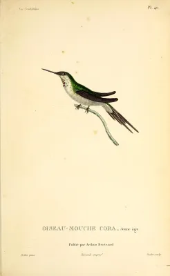 File:Peruvian sheartail (Thaumastura cora) - BioDivLibrary (2).jpg