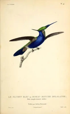 File:Green-crowned plovercrest (Stephanoxis lalandi) - BioDivLibrary.jpg