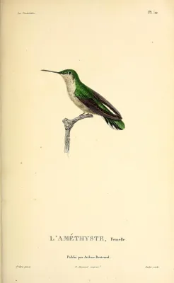 File:Amethyst Woodstar (Calliphlox amethystina) - BioDivLibrary (2).jpg