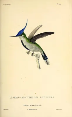 File:Purple-crowned plovercrest (Stephanoxis loddigesii) - BioDivLibrary.jpg