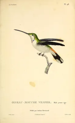 File:Oasis hummingbird (Rhodopis vesper) - BioDivLibrary.jpg
