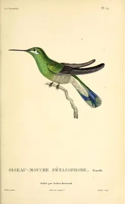 File:White-vented violetear (Colibri serrirostris) - BioDivLibrary (2).jpg