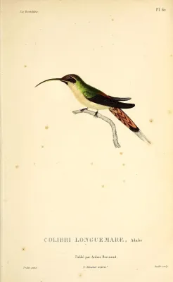 File:Little hermit (Phaethornis longuemareus) - BioDivLibrary (3).jpg