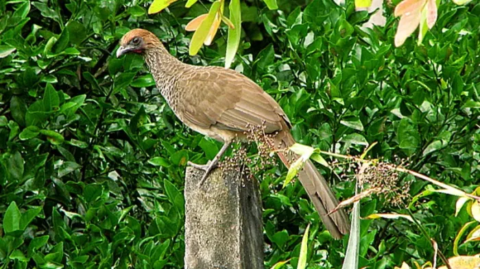 File:Ortalis (guttata) araucuan (2818916890).jpg