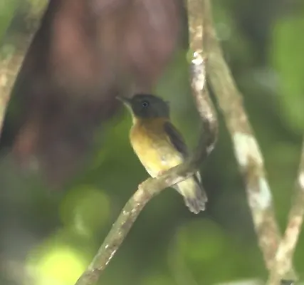 File:Platyrinchus platyrhynchos - White-crested spadebill.JPG