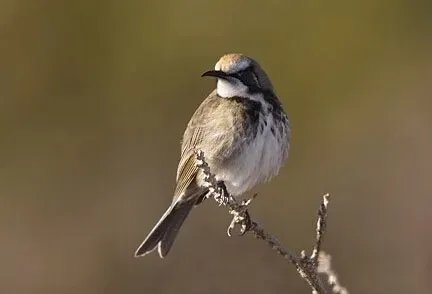 File:Tawny-crowned Honeyeater (Gliciphila melanops)-6.jpg